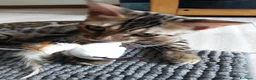 Bengala gatti in vendita: Dolcissimo gattino del bengala con pedigree AFSI  - Annuncio 1