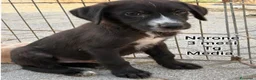 Meticcio cani in regalo: SERVONO ADOZIONI X SALVARLI  a Provincia di Modena - Annuncio 5