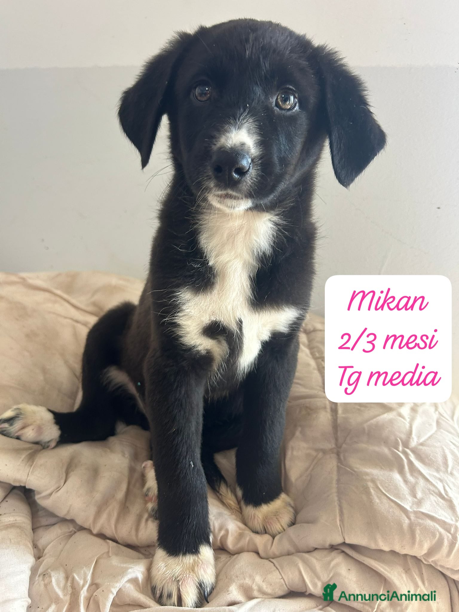 Meticcio cani Meticci dimenticati da tutti  - Annuncio 1