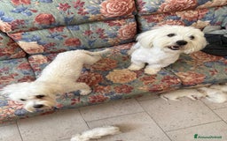 Bichon cani in vendita: Cuccioli di Bichon maltese  a Provincia di Verona - Immagine 6