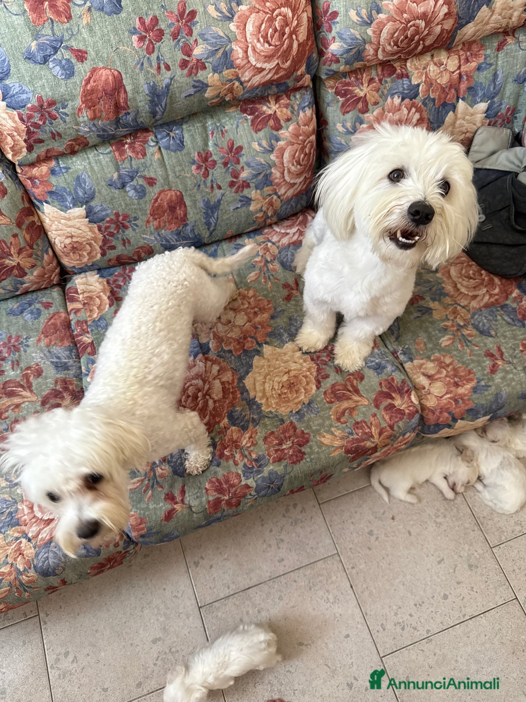 Bichon cani in vendita: Cuccioli di Bichon maltese  a Provincia di Verona - Immagine 6