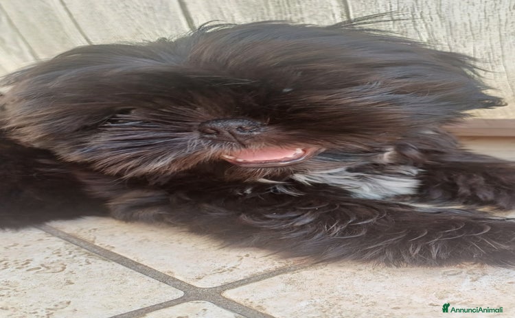 Shih Tzu cani a Provincia di Vicenza - Annuncio 3