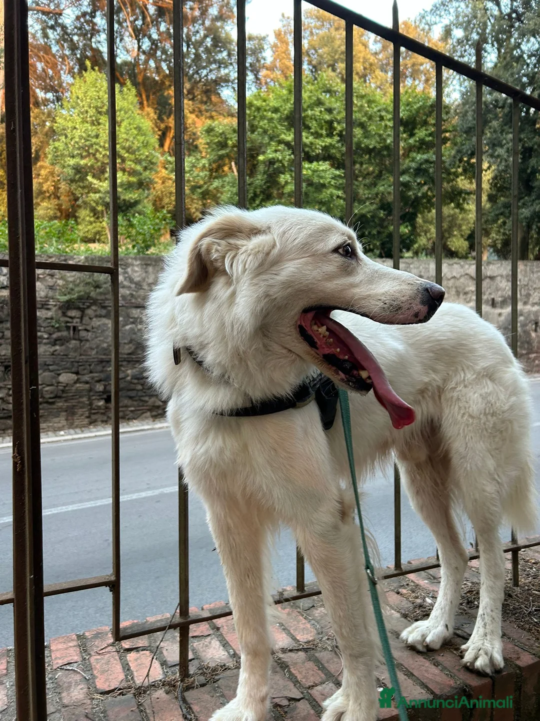 Altre razze cani in regalo: Adriano, il nostro imperatore cerca casa  a Città metropolitana di Roma Capitale - Annuncio 3