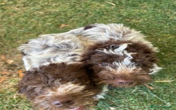 Lagotto cani in vendita: Lagotto Romagnolo maschio a Provincia di Verona - Immagine 2