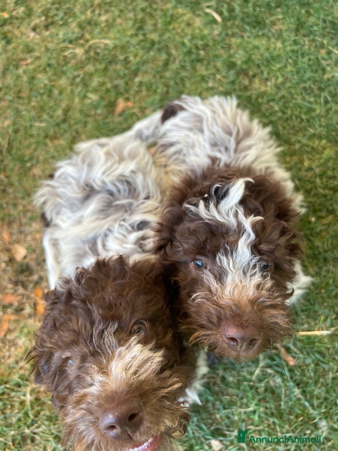 Lagotto cani in vendita: Lagotto Romagnolo maschio a Provincia di Verona - Immagine 2