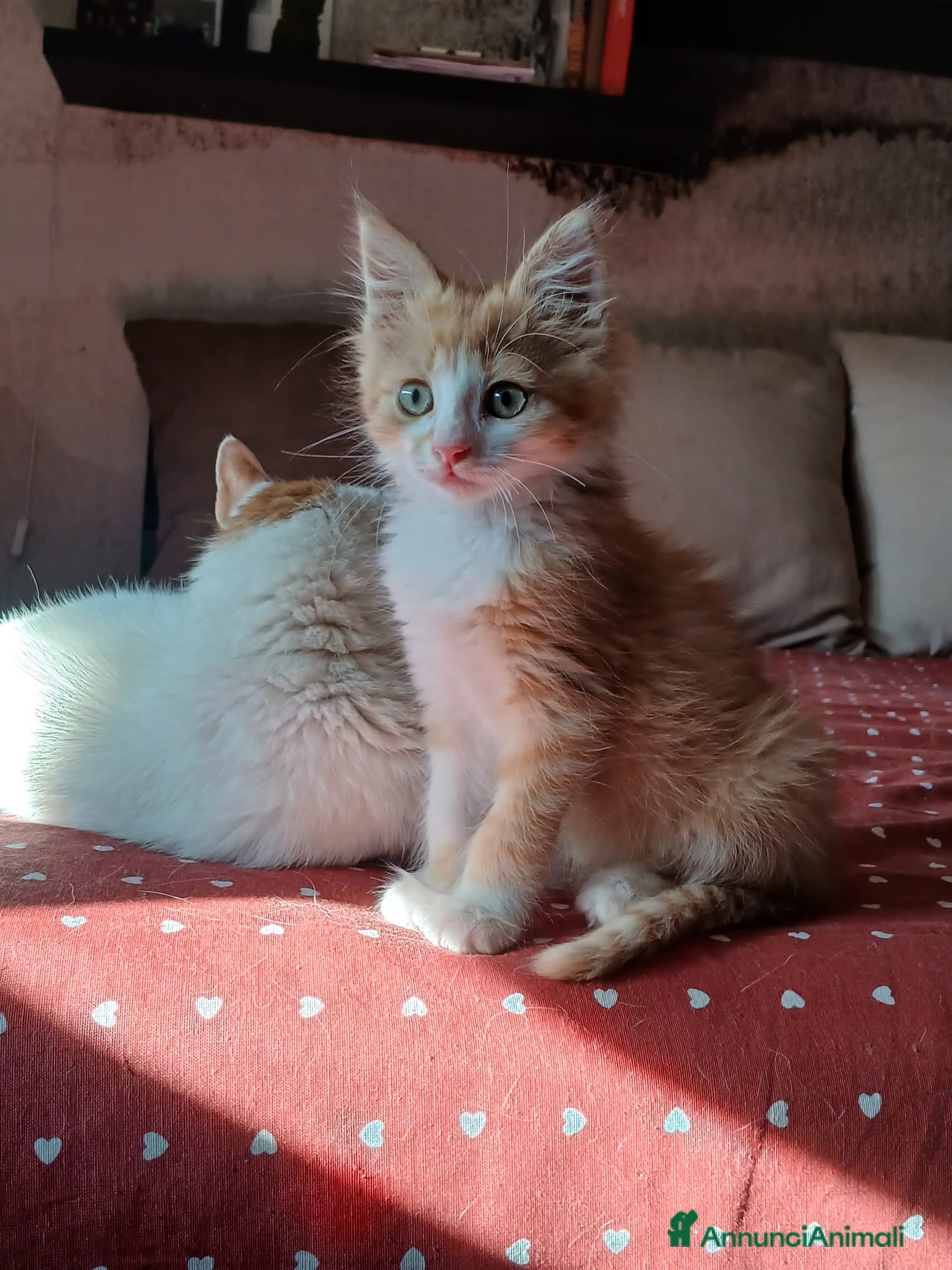 Europeo gatti Jannik micio di amore - Annuncio 3