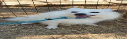 Volpino Italiano cani in regalo: Fiocco  - Annuncio 8