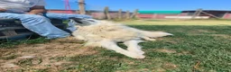 Meticcio cani in regalo: Shira, elegante e fiera - Annuncio 8