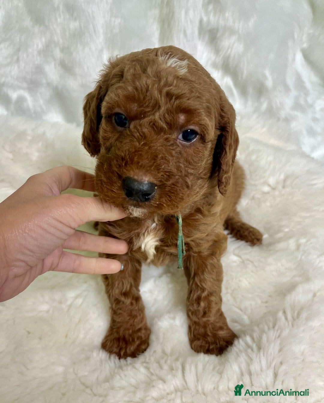 Golden Retriever cani in vendita: Australian Golden DoubleDoodle - Annuncio 23