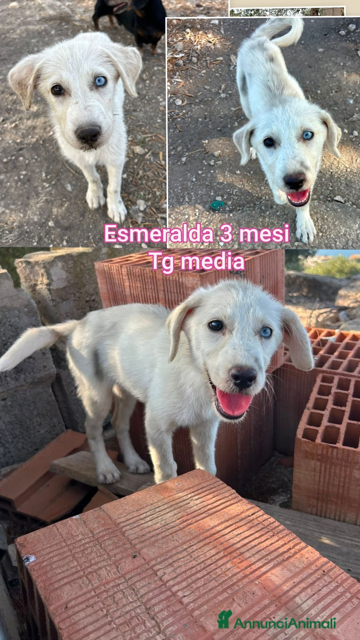 Meticcio cani TROPPI CUCCIOLI SOLI IN RIFUGIO  - Annuncio 34