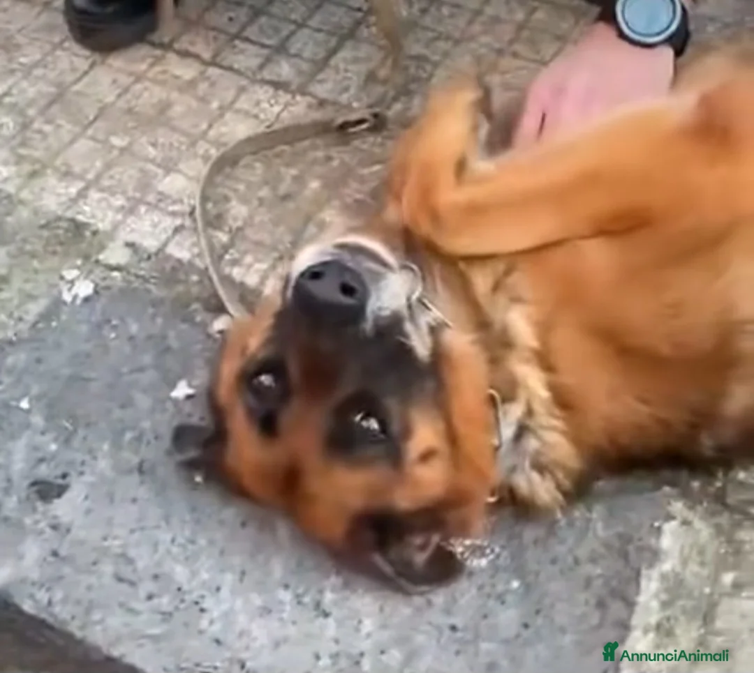 Pastore Tedesco cani in regalo: Pastore Ted. femmina 5anni e 1/2 rimasta solaSICIL - Annuncio 2