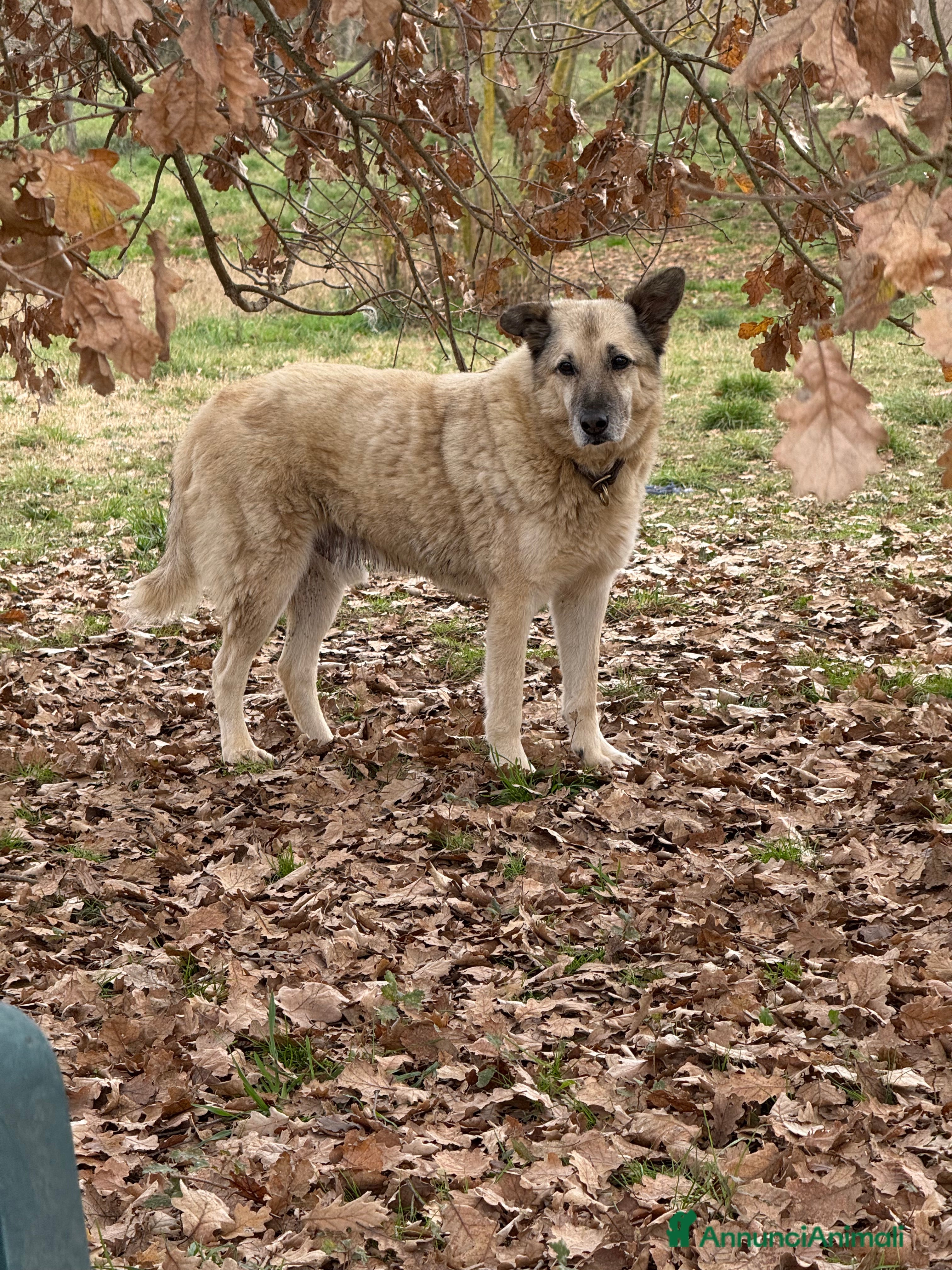 Meticcio cani Lauro - Annuncio 1