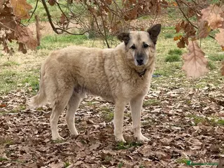 Meticcio cani Lauro - Annuncio 33
