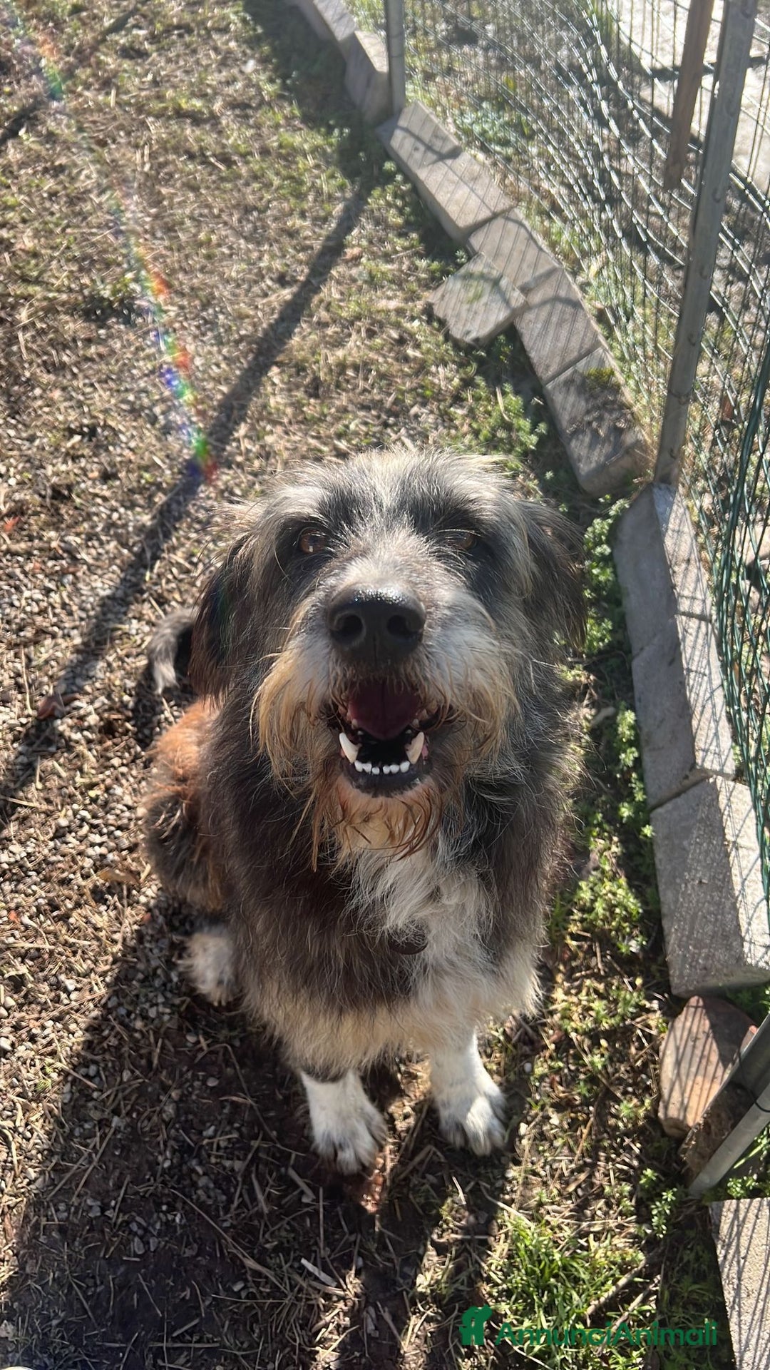 Meticcio cani in regalo: Benji un gigante affettuosissimo a Città Metropolitana di Milano - Annuncio 14