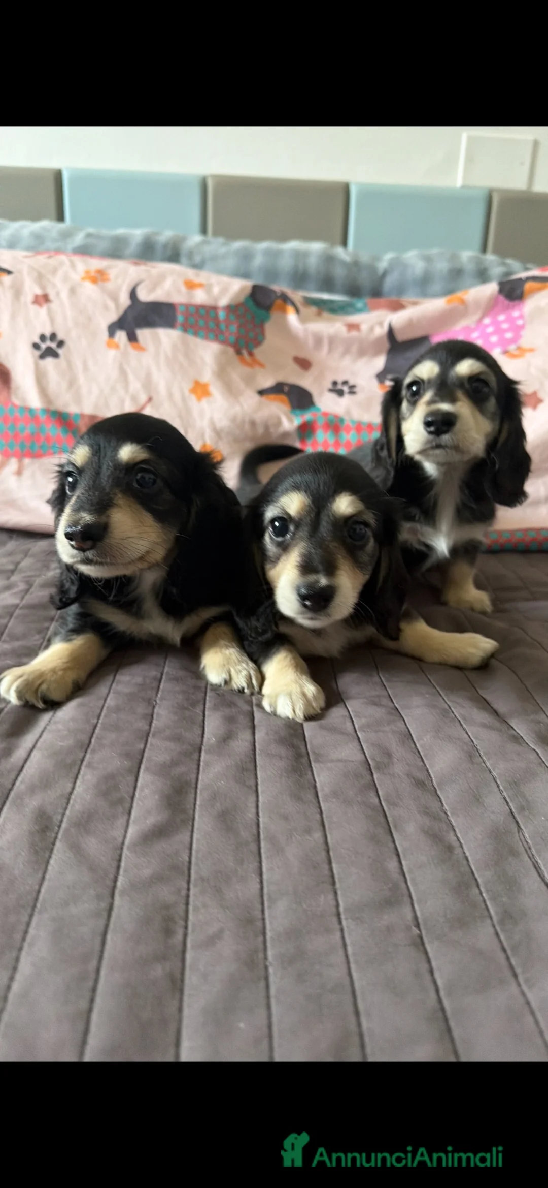 Bassotto Nano cani in vendita: Bassotti a pelo lungo  a Città metropolitana di Milano - Annuncio 2