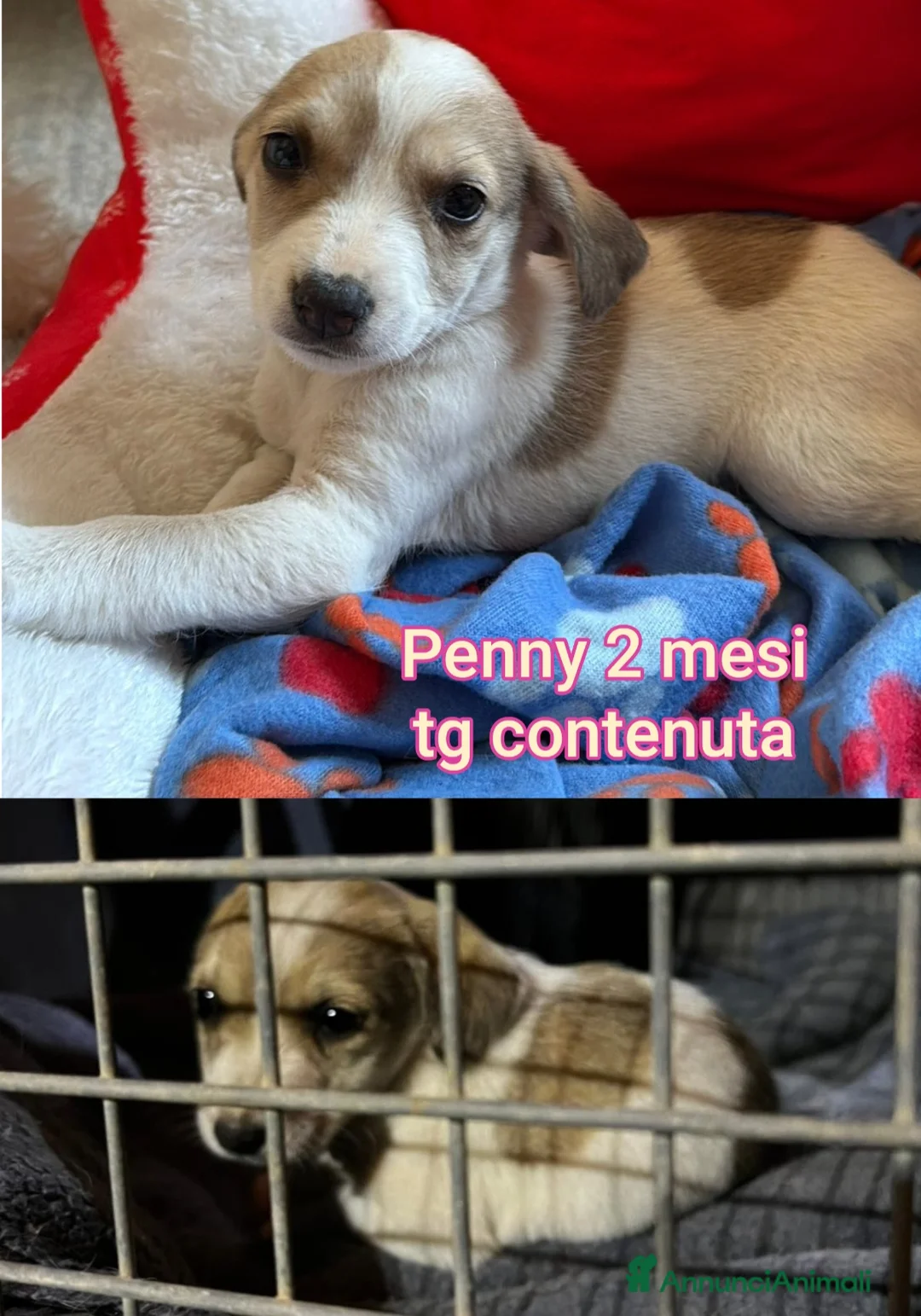 Meticcio cani in regalo: CUCCIOLI ESCLUSI E SOLI! a Città Metropolitana di Genova - Annuncio 1