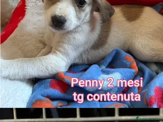 Meticcio cani CUCCIOLI ESCLUSI E SOLI! - Annuncio 37