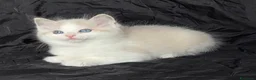Ragdoll gatti in vendita: Cuccioli di Ragdoll di alta genealogia  - Annuncio 4