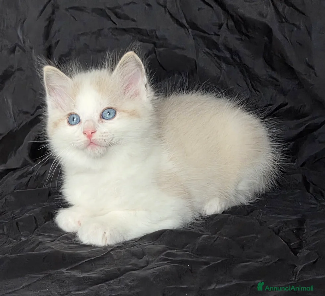 Ragdoll gatti in vendita: Cuccioli di Ragdoll di alta genealogia  - Annuncio 4