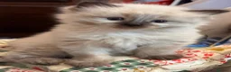 Ragdoll gatti in vendita: Talat  - Annuncio 1
