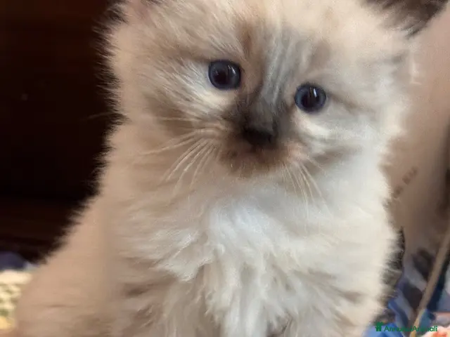 Ragdoll gatti in vendita: Talat - Annuncio 1