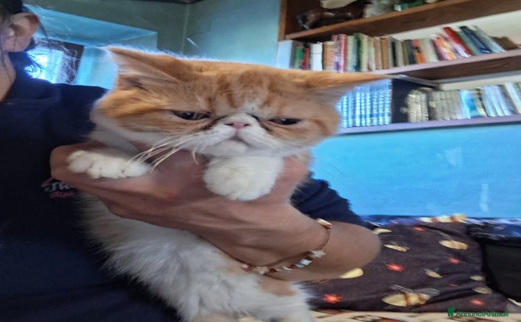 Exotic Shorthair gatti - Annuncio 3