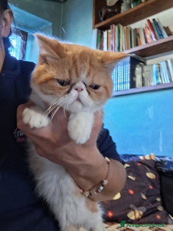 Exotic Shorthair gatti Exotic shorthair cucciolo maschio - Annuncio 5
