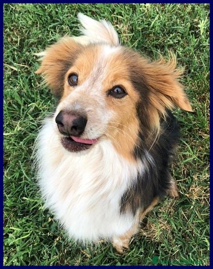 Meticcio cani PERSEO simpatico peperino tg mediopicc. - Annuncio 2