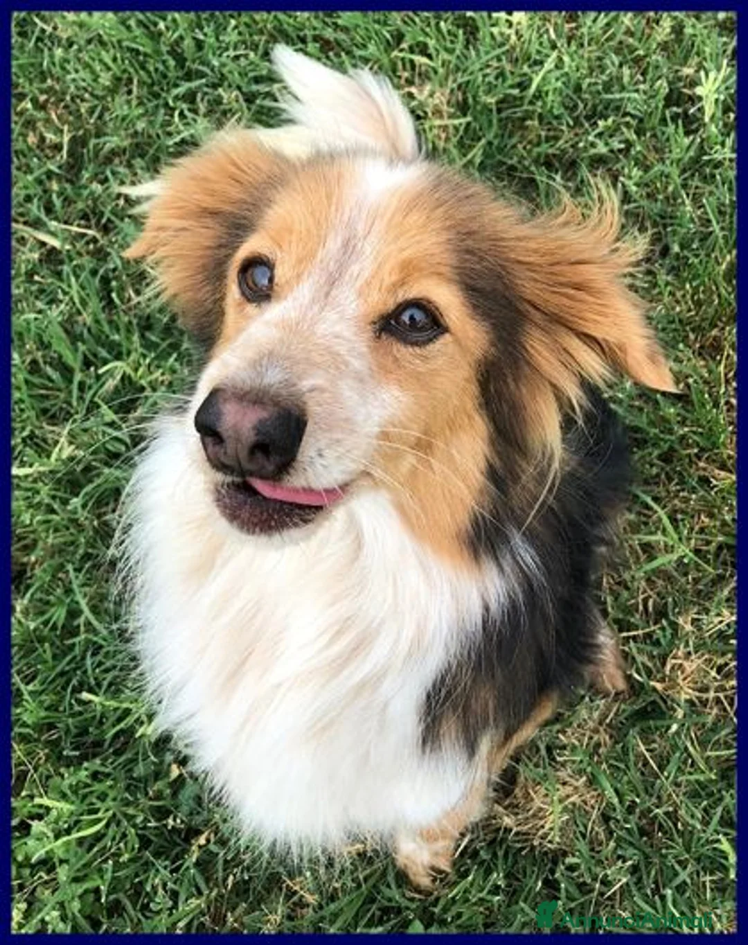 Meticcio cani in regalo: PERSEO simpatico peperino tg mediopicc. - Annuncio 2