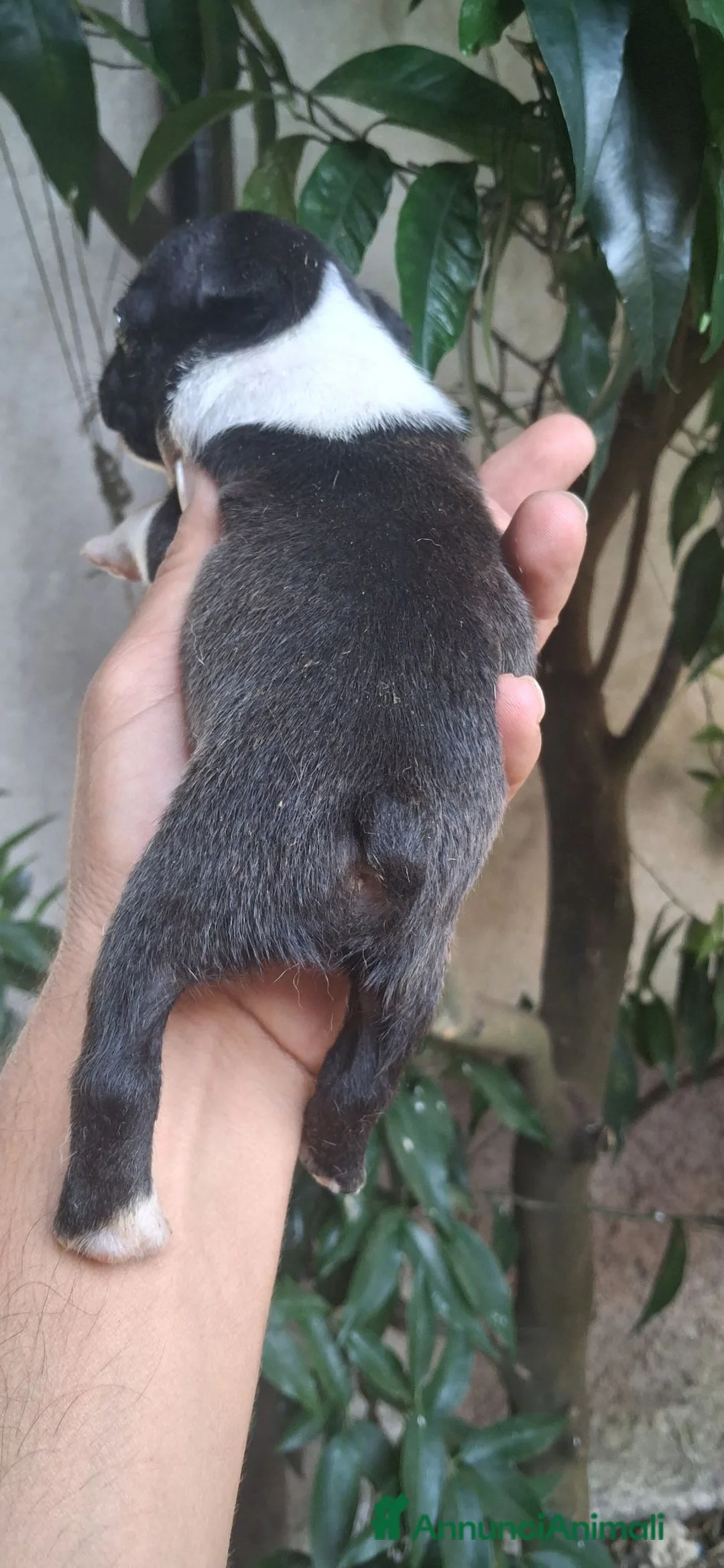 Boston Terrier cani in vendita: Boston terrier pedigree enci  - Annuncio 3