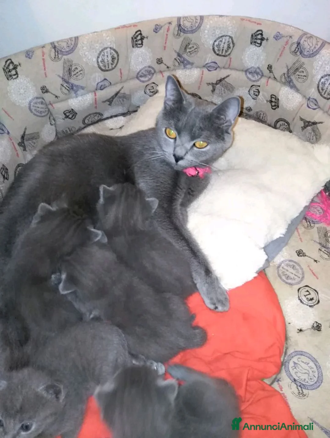 Certosino gatti in vendita: CUCCIOLI DI CERTOSINO PURISSIMI a Città metropolitana di Milano - Annuncio 1