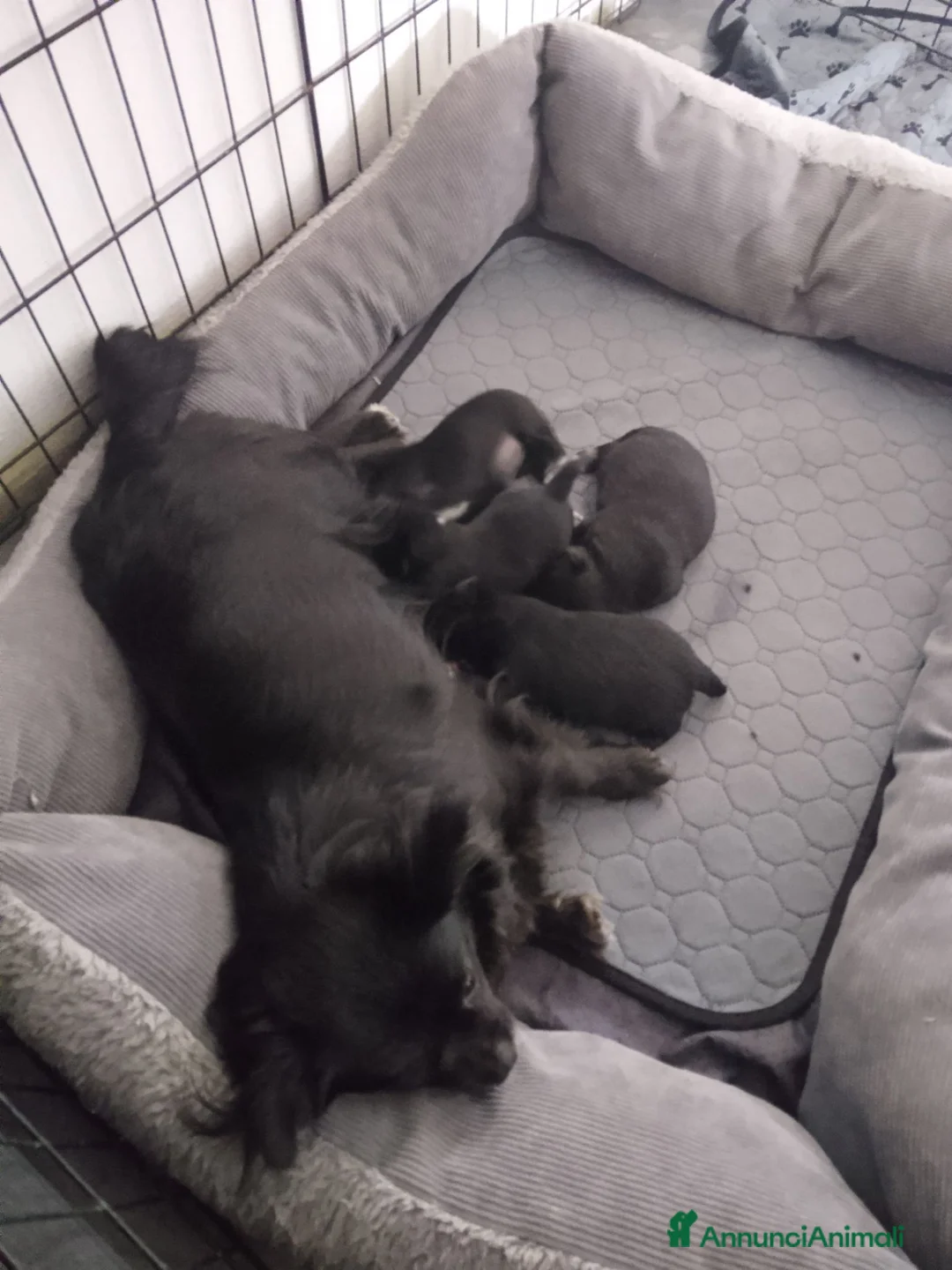 Chihuahua cani in vendita: Cuccioli di chihuahua  - Annuncio 1