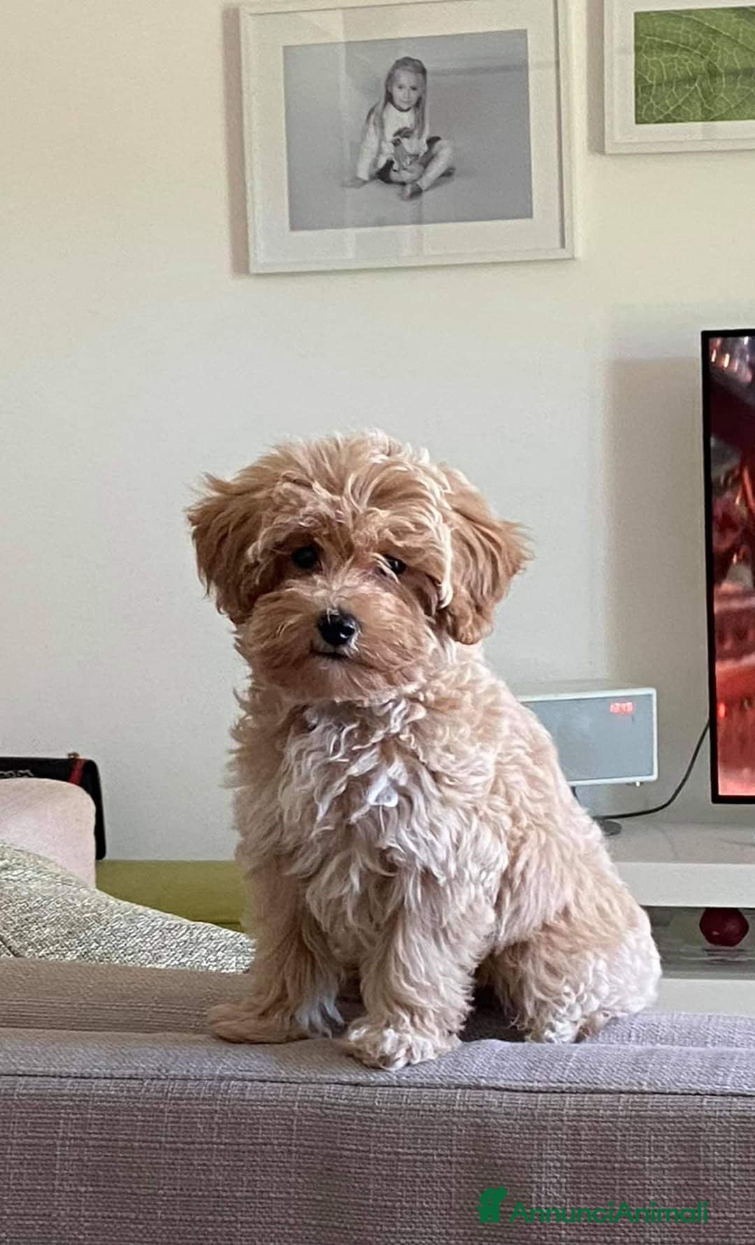 Maltipoo cani I cuccioli del piccolo ranch - Annuncio 1