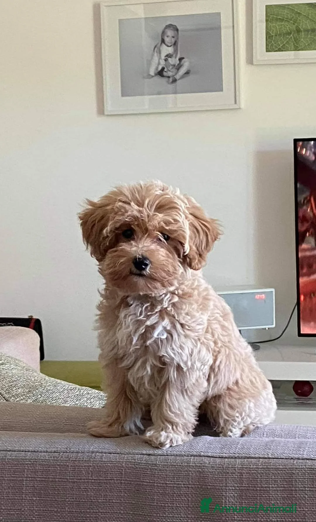 Maltipoo cani in vendita: I cuccioli del piccolo ranch a Città Metropolitana di Bologna - Annuncio 1