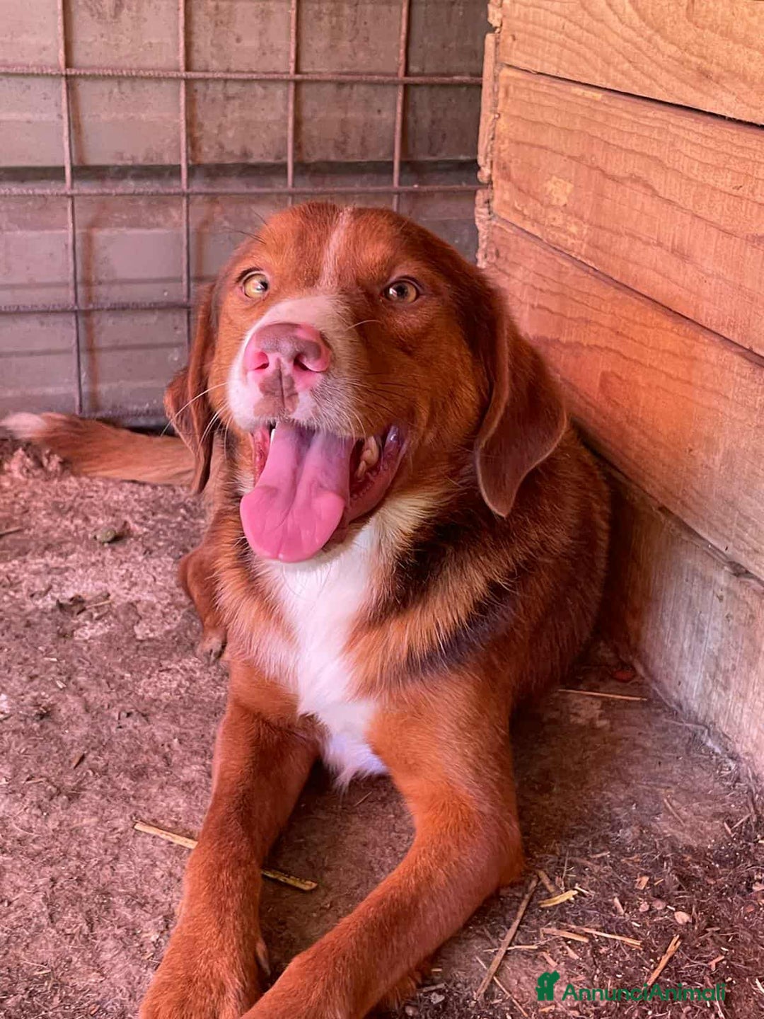Meticcio cani in regalo: MUFFIN, il cucciolone più DOLCE! - Annuncio 2