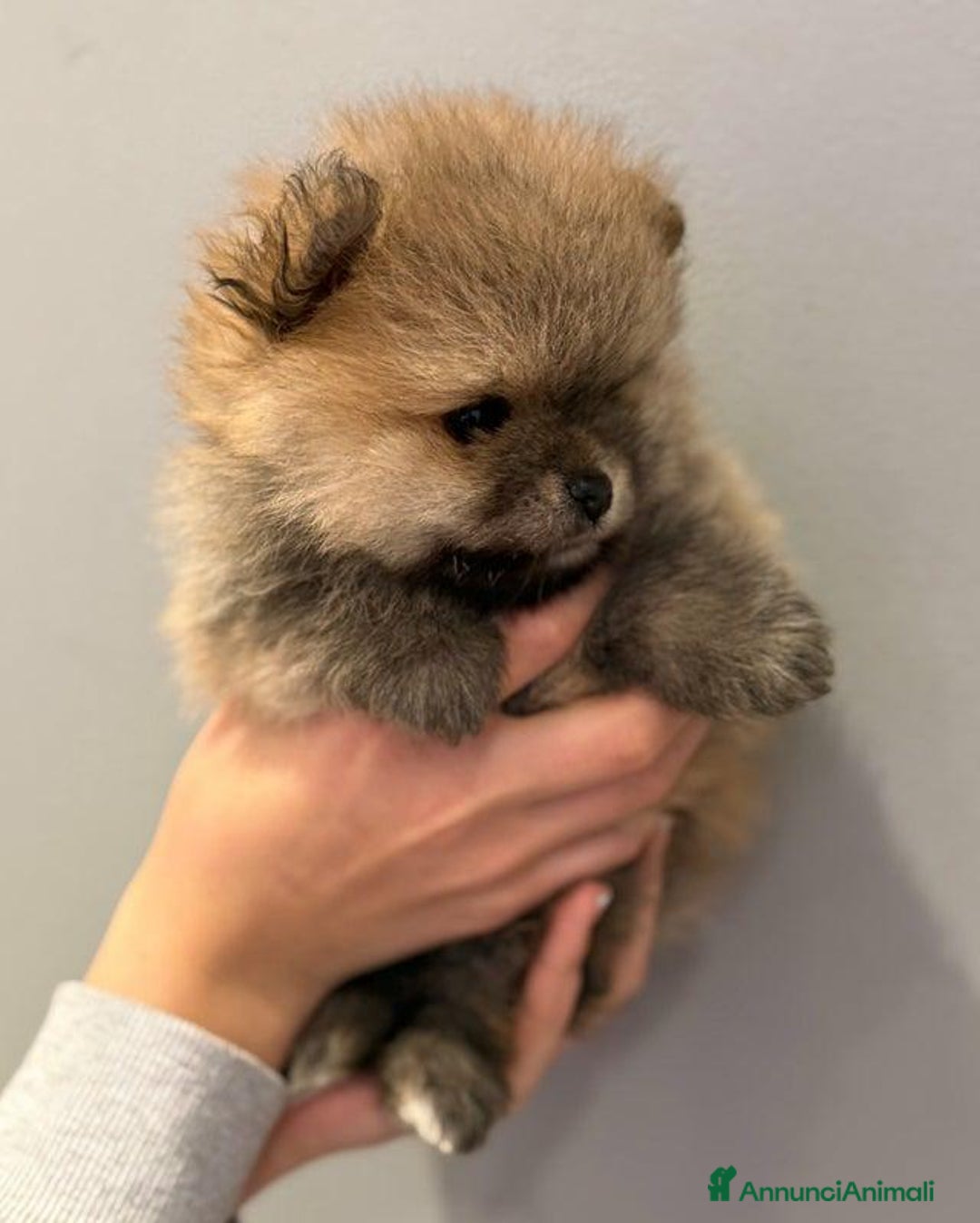 Volpino Pomerania cani in vendita: Bellissimi cuccioli di Pomerania di razza pura  - Annuncio 13