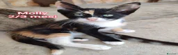 Europeo gatti in regalo: GATTINI BISOGNOSI CERCANO AMORE  a Città Metropolitana di Bologna - Annuncio 2