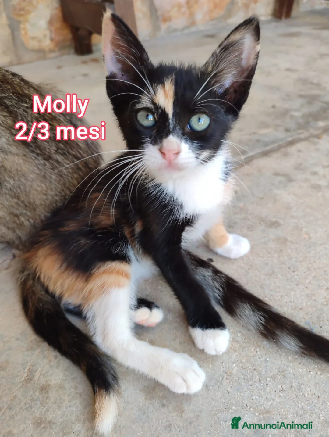 Europeo gatti in regalo: GATTINI BISOGNOSI CERCANO AMORE  a Città Metropolitana di Bologna - Annuncio 2