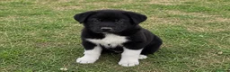 Akita Americano cani in vendita: Akita americano a Provincia di Cosenza - Annuncio 3