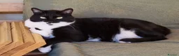 Meticcio gatti in regalo: Due sorelline cercano casa - Annuncio 2