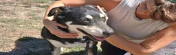 Meticcio cani in regalo: DOLLY LA LUCE OLTRE AL BUIO..ADOZIONE DEL CUORE - Annuncio 4