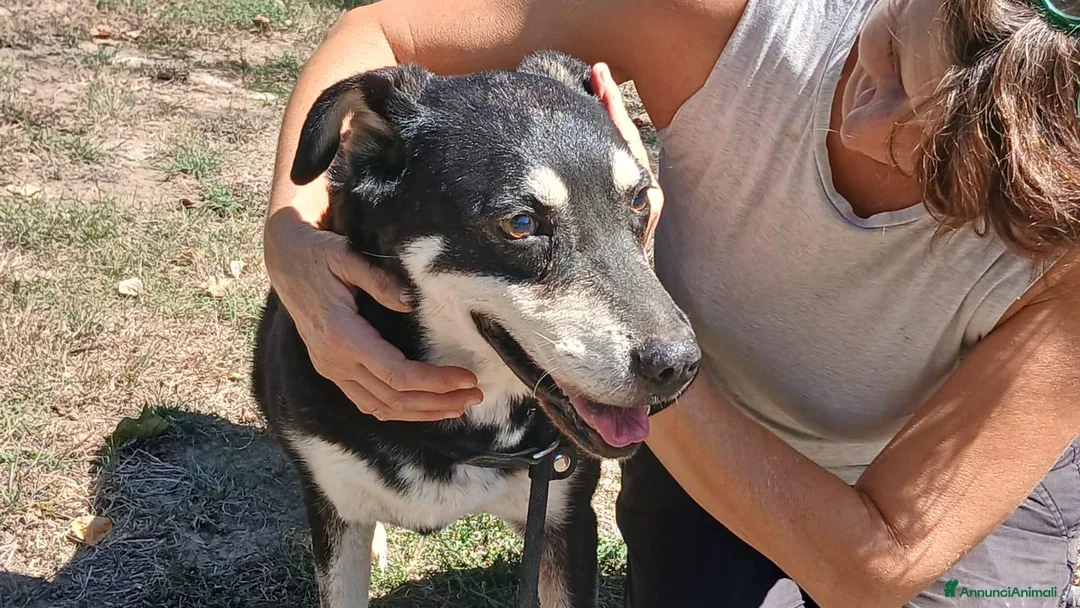 Meticcio cani in regalo: DOLLY LA LUCE OLTRE AL BUIO..ADOZIONE DEL CUORE - Annuncio 4