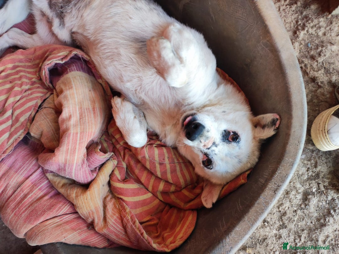 Meticcio cani in regalo: MARIO  a Provincia di Avellino - Immagine 6