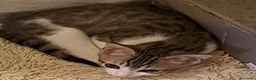 Europeo gatti in regalo: Tigratino bicolore  - Annuncio 4