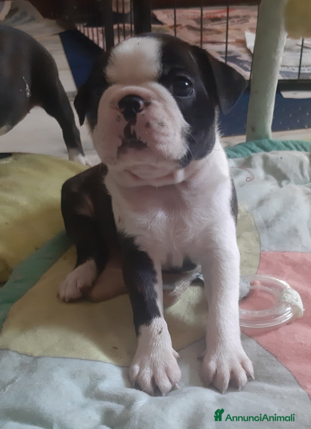 Boston Terrier cani in vendita: Cuccioli di Boston terrier con pedigree  - Annuncio 12