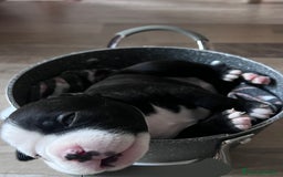 American Bully cani in vendita: Dolcissimi American Bully  - Immagine 3