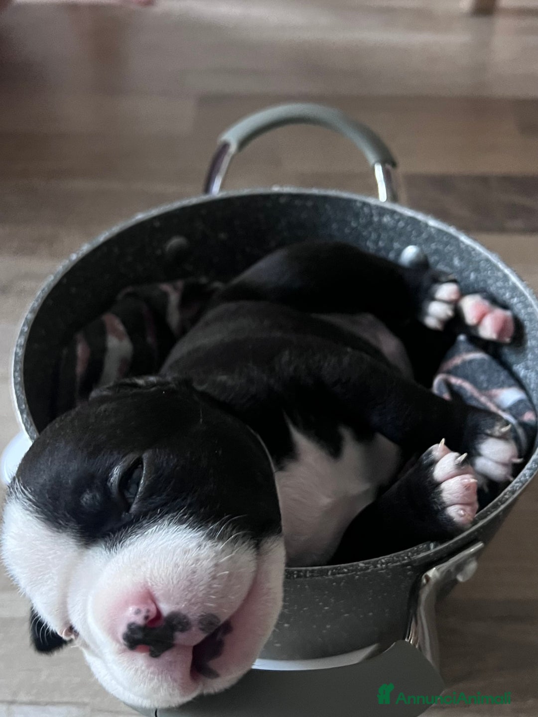 American Bully cani in vendita: Dolcissimi American Bully  - Immagine 3