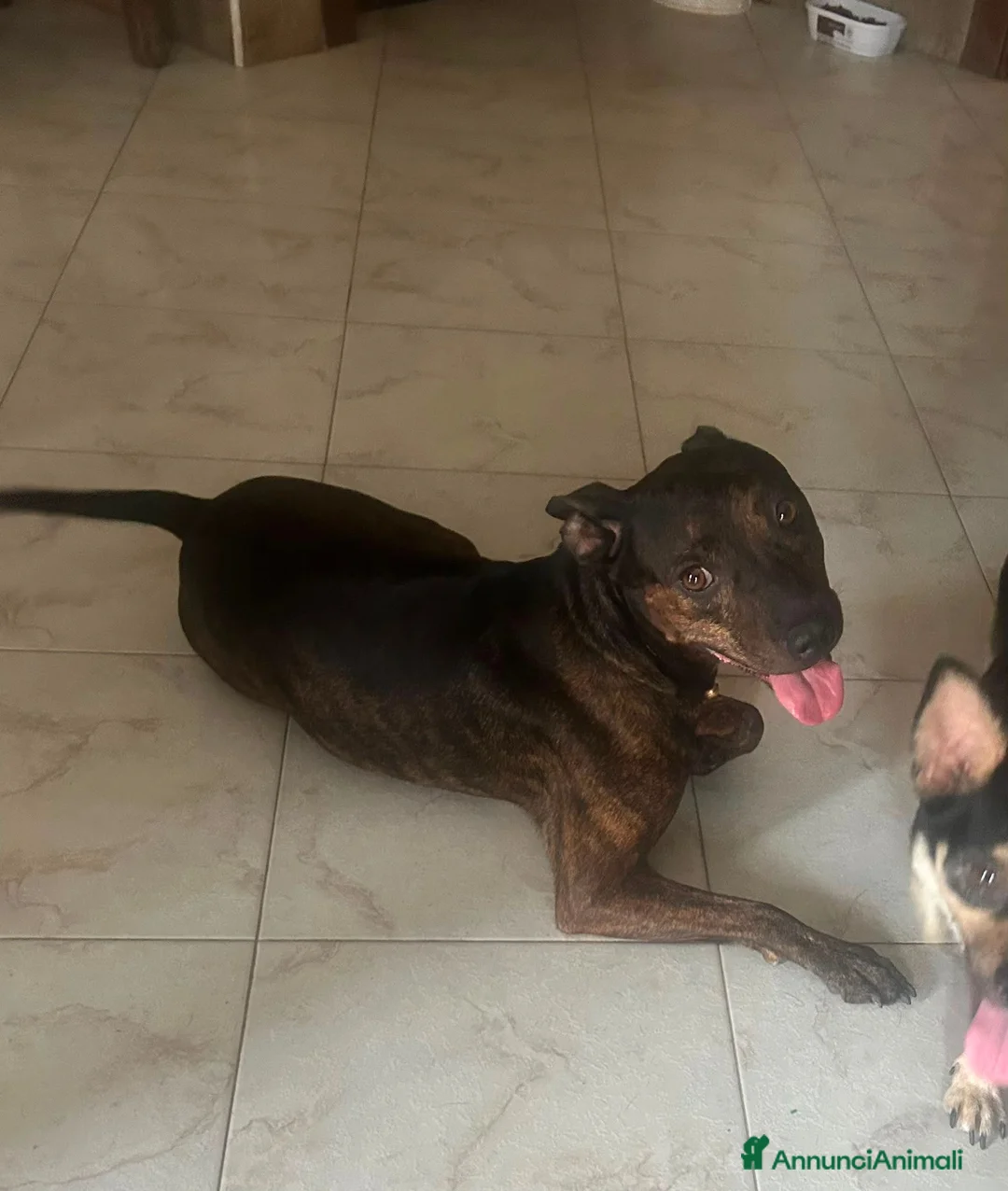 Meticcio cani in regalo: Mix Pinscher tigrato 4anni kg12 viveva soloCASERTA - Annuncio 9