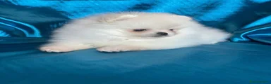 Volpino Pomerania 1
