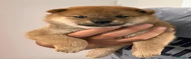 Shiba Inu 5